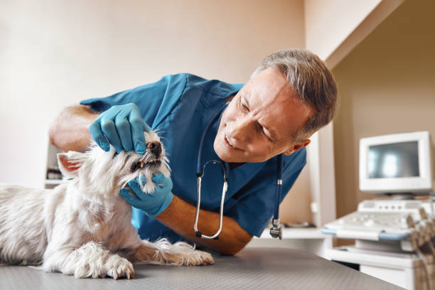Best Emergency Tooth Extraction in Coalfield, TN